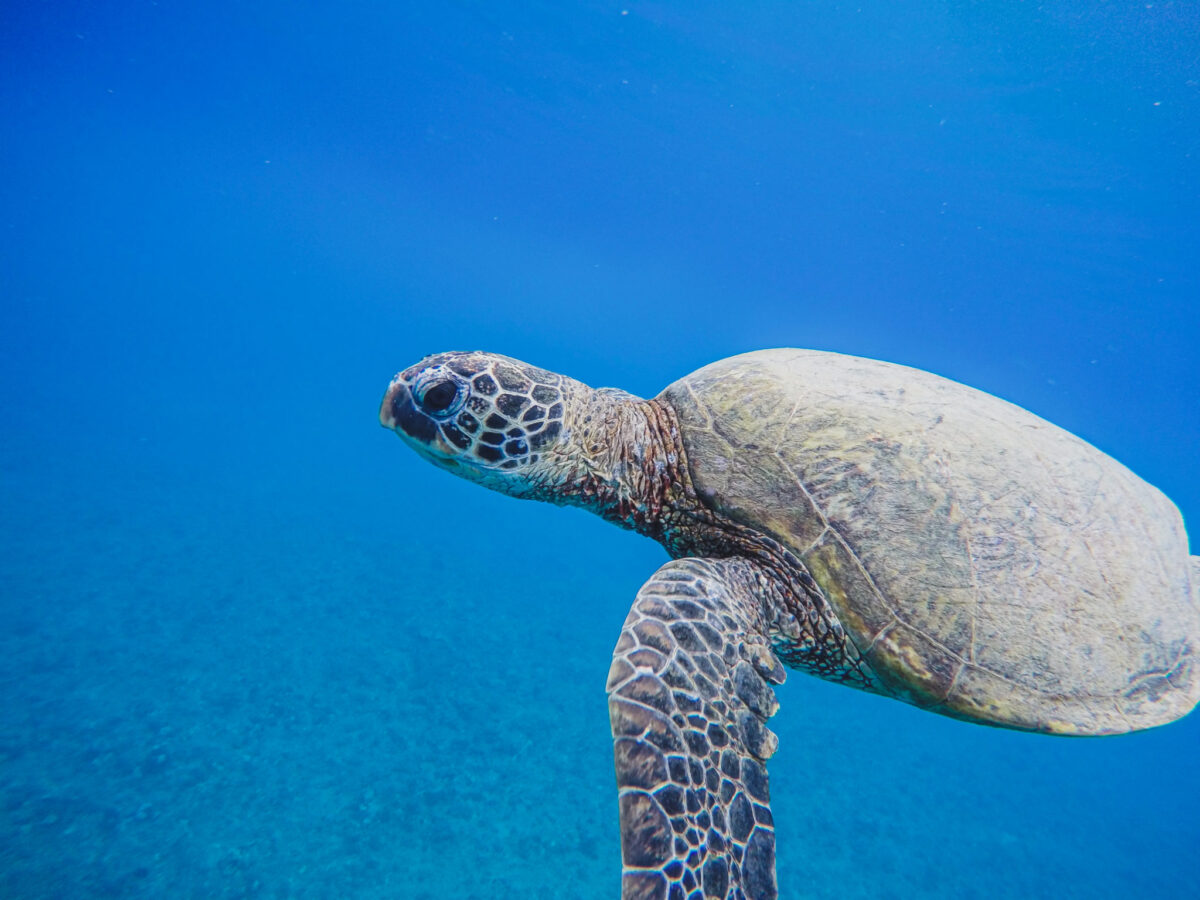 Beginner Snorkeling Tips For Awesome And Safe Adventures