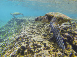 Snorkeling at Sharks Cove