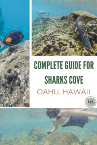 Some of the best snorkeling in Hawaii is at Sharks Cove on the North Shore of Oahu. In today's post, let's take a closer look at this underwater world.