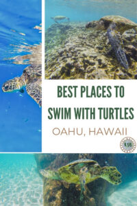 Here's a practical guide on where to swim with turtles on Oahu featuring some of the popular spots as well as some lesser known gems.