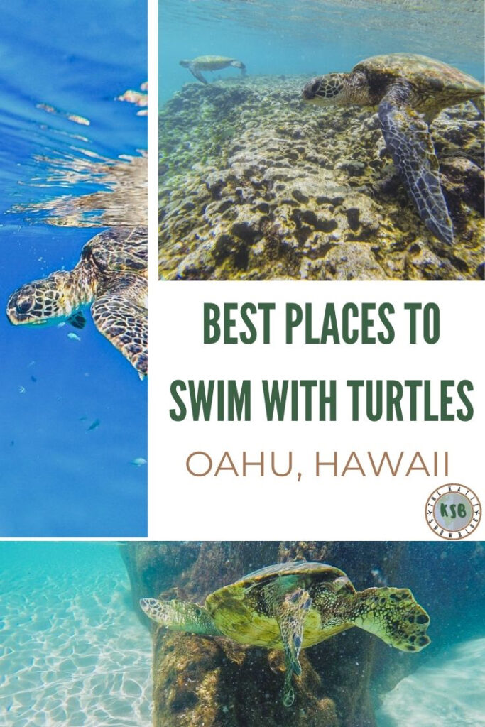 Here Are The 7 Best Places To Swim With Turtles On Oahu