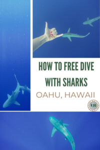 Why you need to go on a cage free shark swim in Hawaii and everything else you need to know to plan this unforgettable adventure in the deep blue.