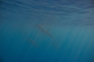 swim with wild dolphins on Oahu