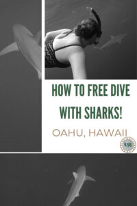 Paying to free dive with sharks sounds crazy but it's much different to what you would expect. Here's how to make it happen on Oahu, Hawaii.