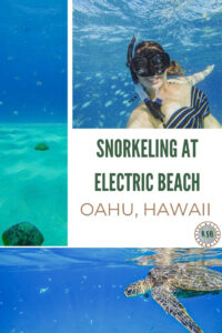 Snorkeling at Electric Beach is a dream and each time I have been there, I have been surrounded by a range of beautiful animals. Let's take a look!