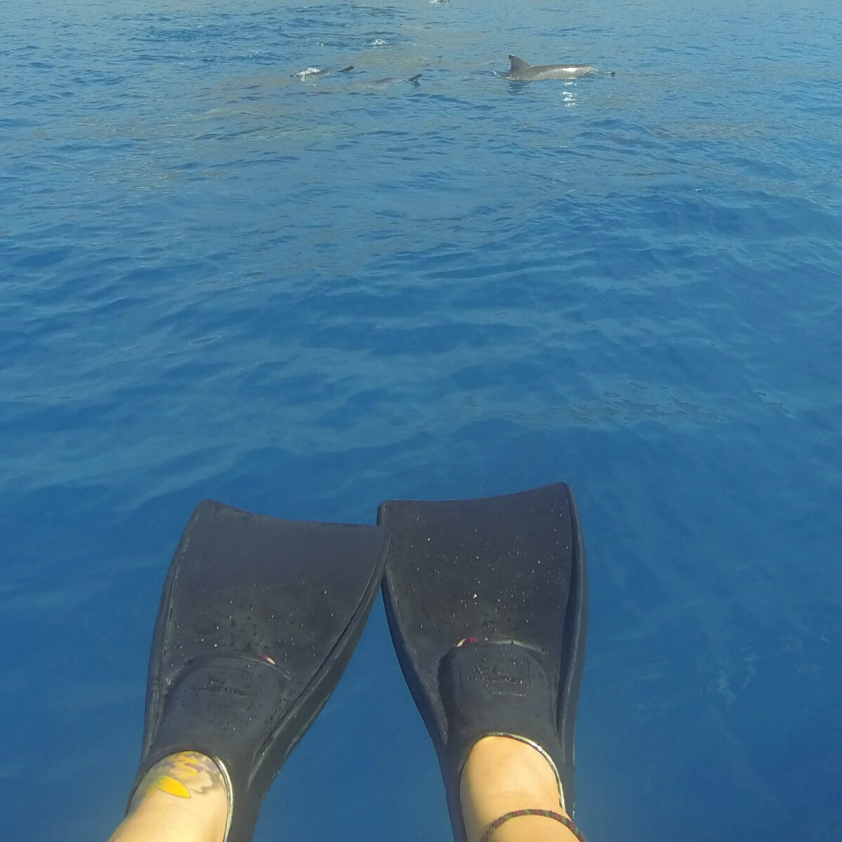 dolphin excursion Hawaii. Swim with dolphins hawaii