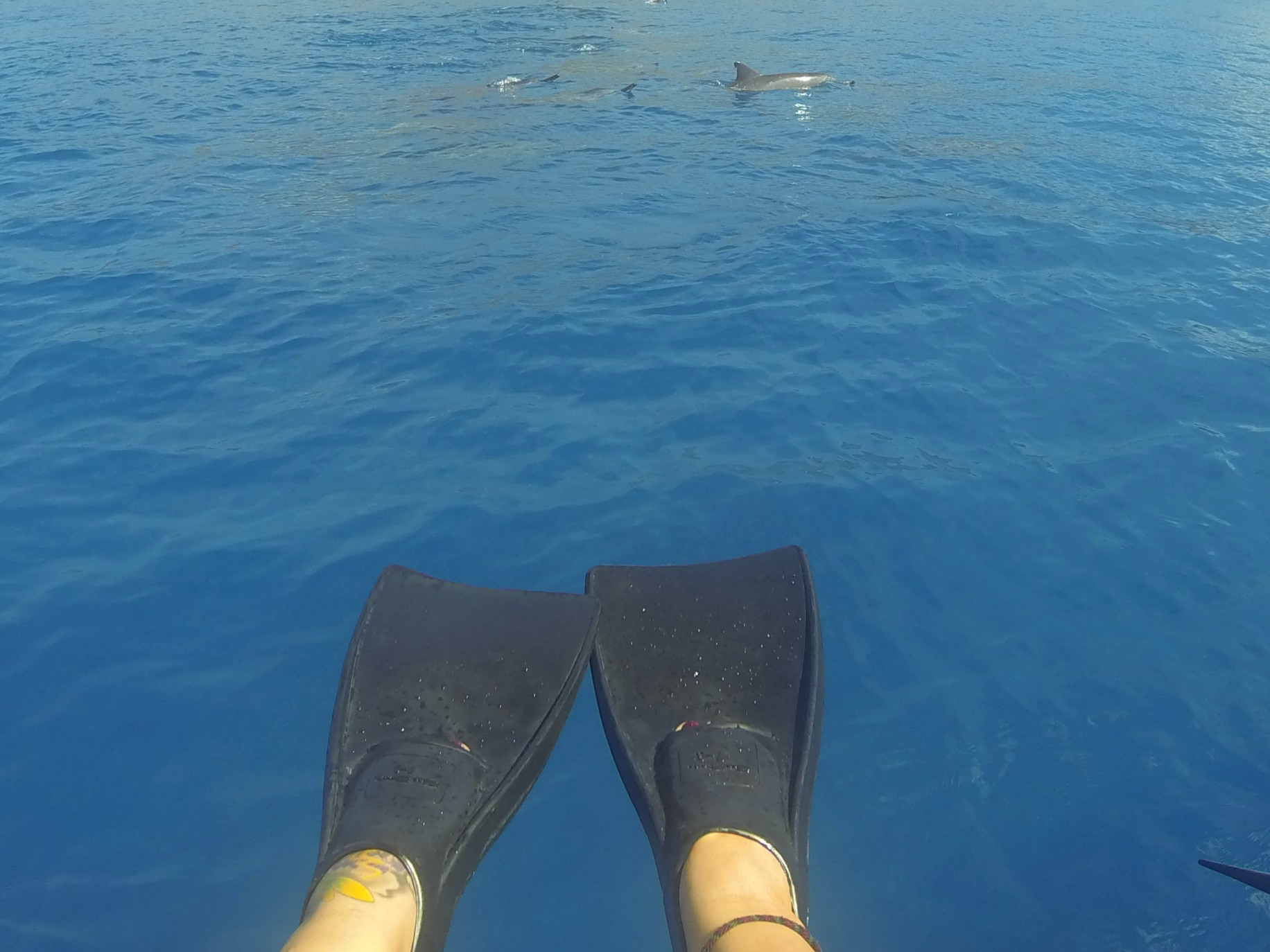 dolphin excursion Hawaii. Swim with dolphins hawaii