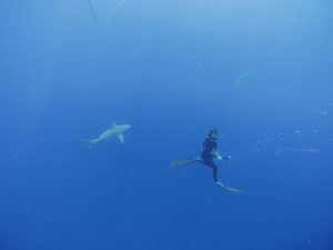 cage free shark swim in Hawaii