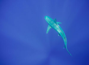 cage free shark swim in Hawaii