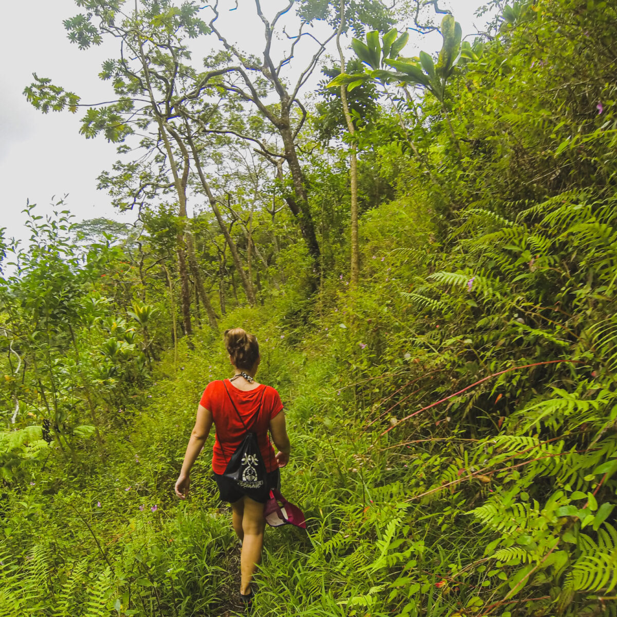 Maunawili Demonstration Trail