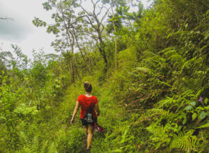 Maunawili Demonstration Trail