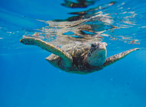 Snorkeling at Electric Beach