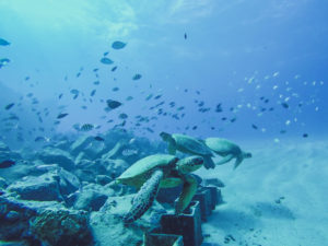 swim with turtles on Oahu