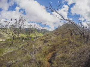 Kamiloiki Ridge Trail
