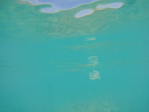 Snorkeling at Hanauma Bay