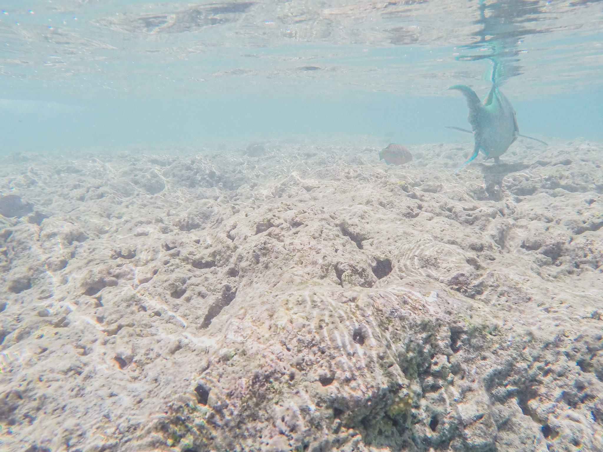 A Guide To Snorkeling At Hanauma Bay On Oahu Hawaii