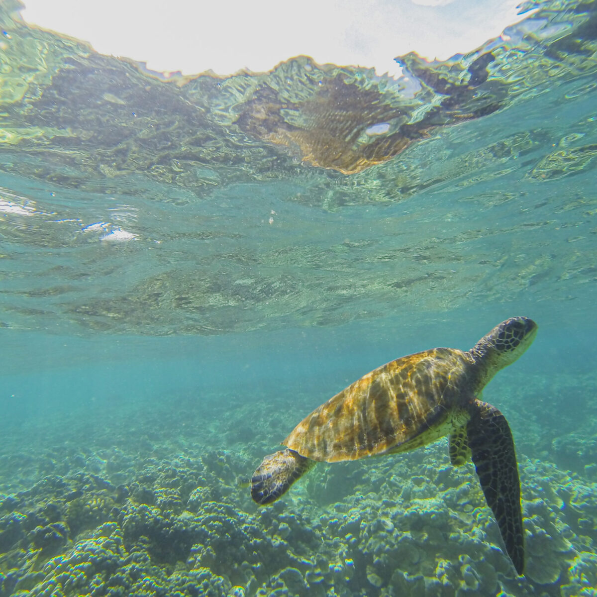 Kapoho Tide Pools snorkeling