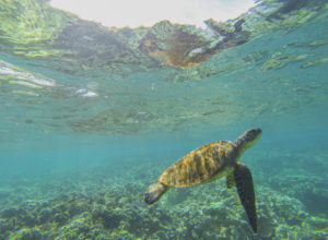 Kapoho Tide Pools snorkeling