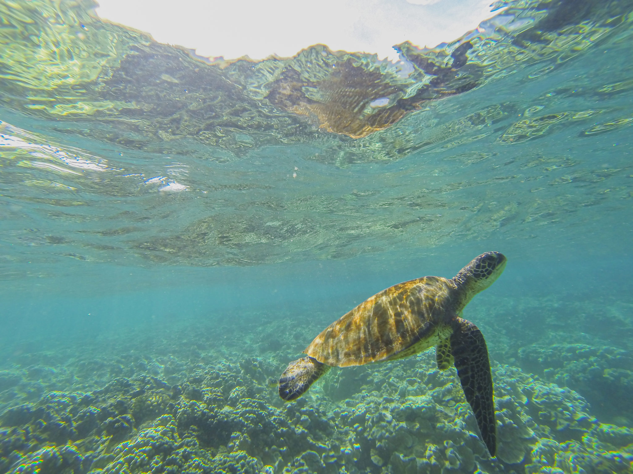 Kapoho Tide Pools Snorkeling Guide, Big Island Of Hawaii