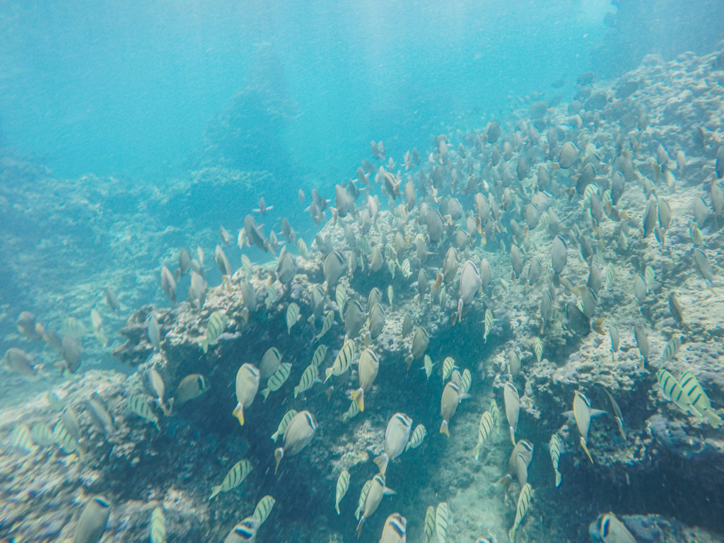 Complete Guide To Snorkeling At Three Tables On Oahu, Hawaii