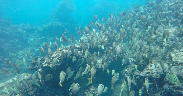 A Guide To Snorkeling At Three Tables On Oahu, Hawaii