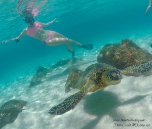 swim with turtles on Oahu