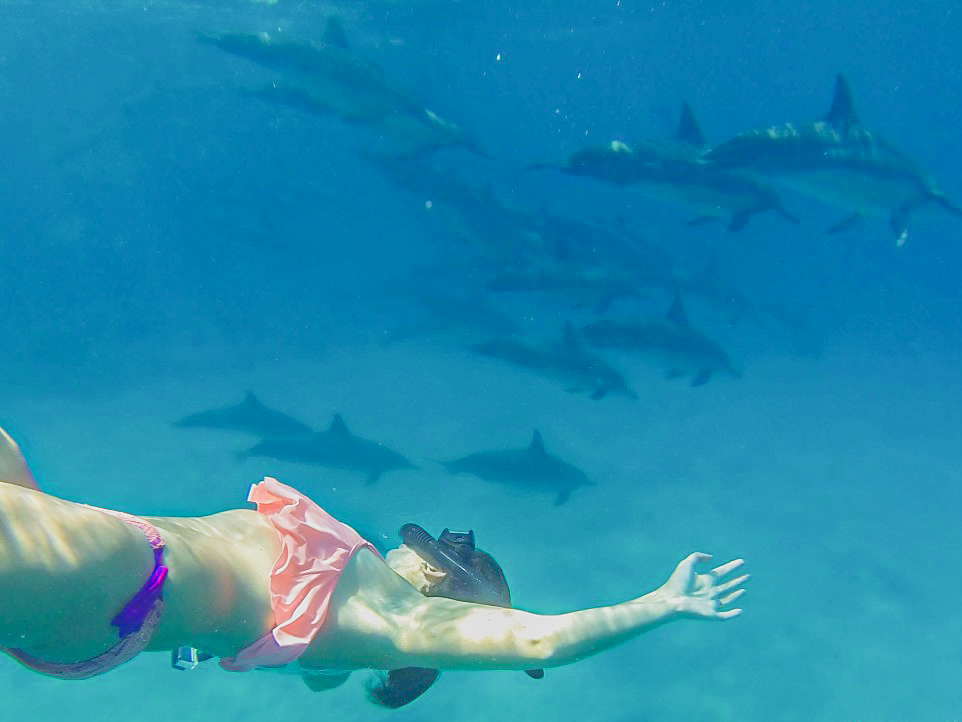 swim with wild dolphins in Hawaii
