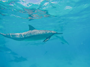 swim with wild dolphins in Hawaii