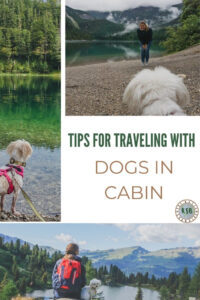 Here's a helpful guide full of tips for flying with a dog in cabin to help you and your dog prepare for a stress free journey.