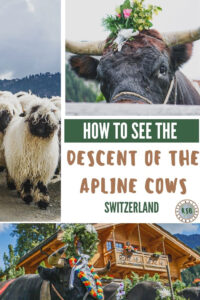 The Descent of the Alpine Cows is a unique and totally adorable, traditional festival that is not to be missed! Here is all the info you need to plan your visit.