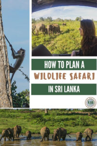 Going on a wildlife safari in Sri Lanka is a must do. Here's where to go, how to plan your visit, and some photos to inspire you.