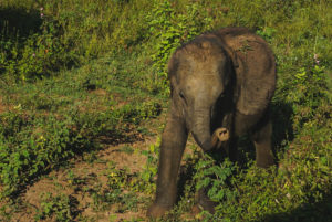 wildlife safari in Sri Lanka