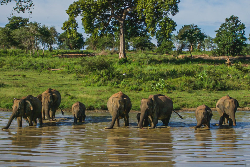 Wildlife Safari In Sri Lanka - Where To Go And Photos To Inspire You