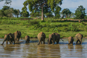 wildlife safari in Sri Lanka