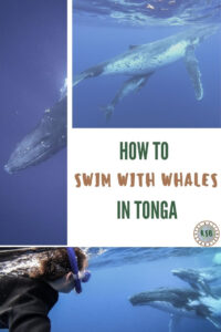 Here's a guide on how to swim with whales in Tonga if you want a local and authentic experience. Perfect for solo female travelers.