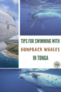 Prepare for your Tonga whale swim experience and make the most of it with this guide of practical tips and recommendations.