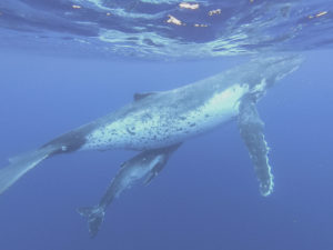 swim with whales in Tonga