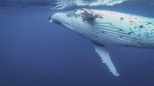 swim with whales in Tonga