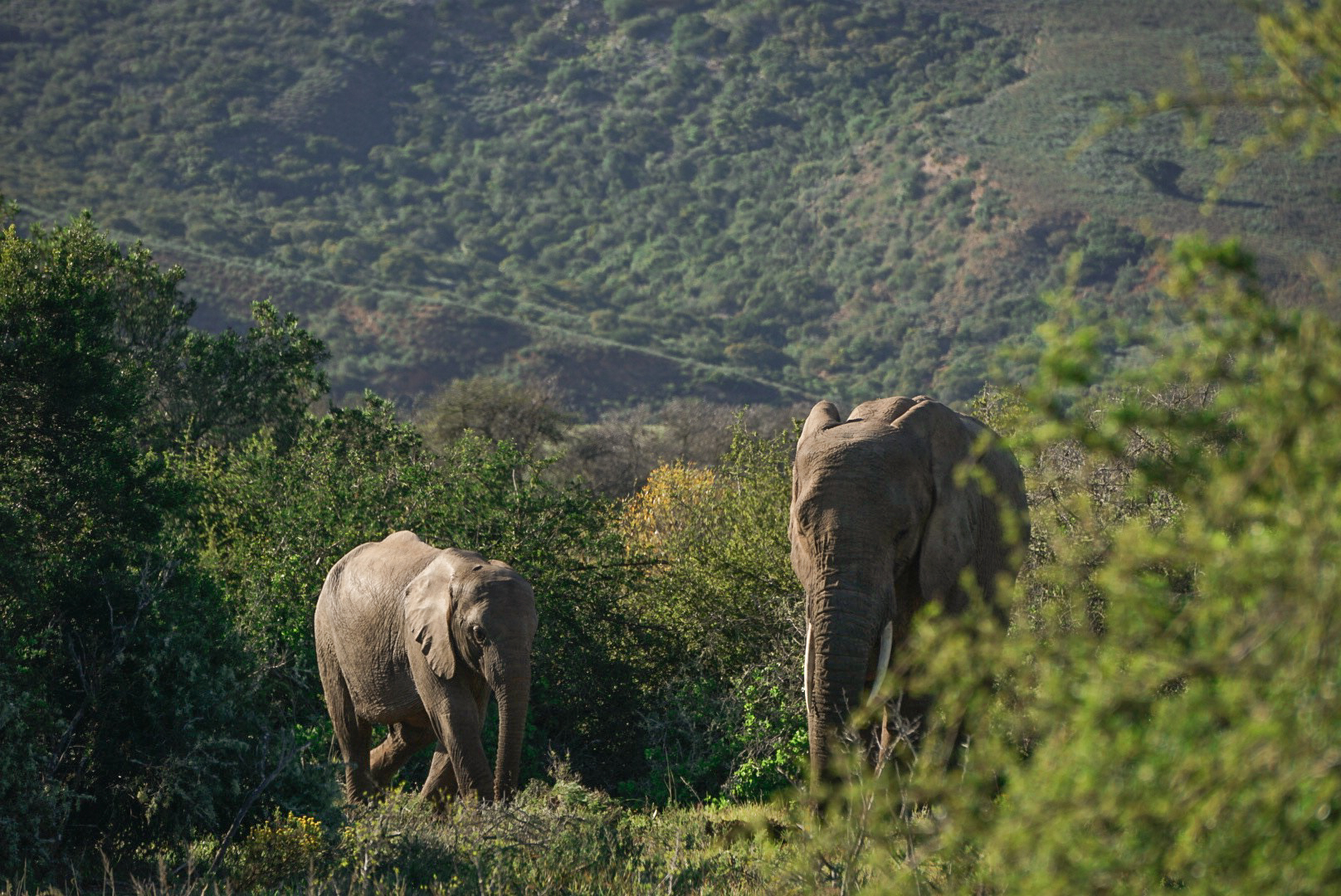 Amakhala Game Reserve Where Your African Safari Dreams Come True