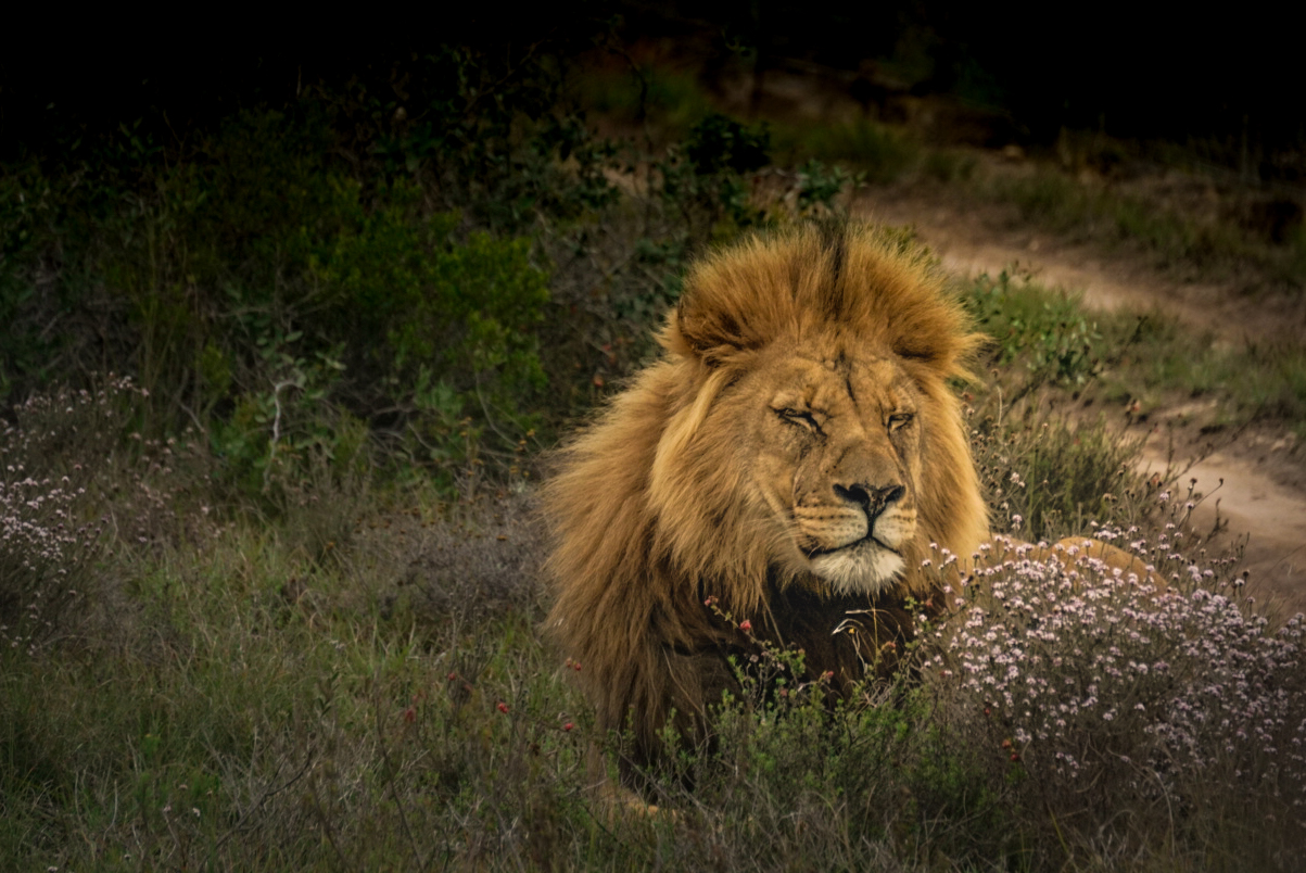 Amakhala Game Reserve - Where Your African Safari Dreams Come True