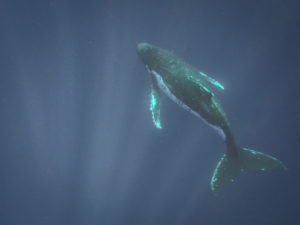 Tonga whale swim tips