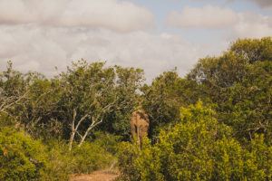 things to expect on a game drive