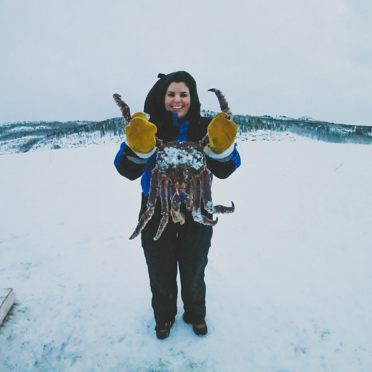 King crab safari in Kirkenes