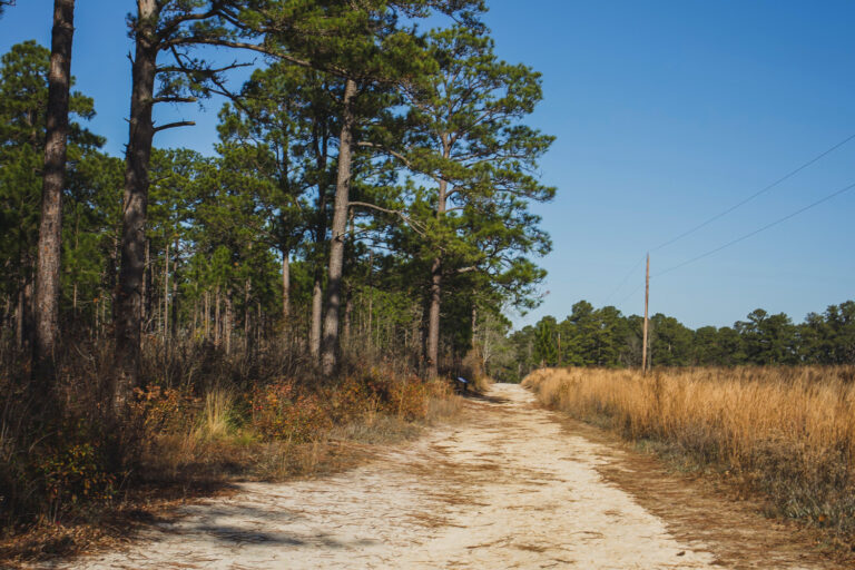 How To Plan A Day Trip To Carvers Creek State Park, NC