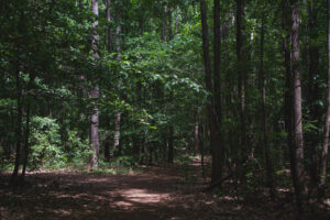 Pauline Longest Trail in Fayetteville