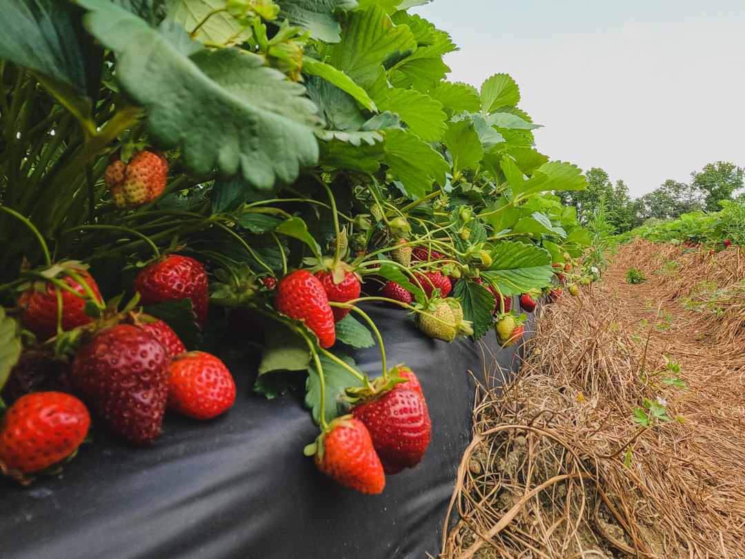 strawberry picking near Fayetteville