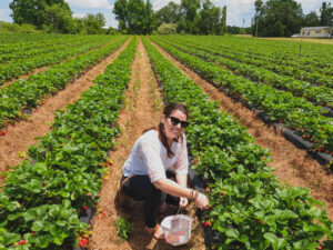 strawberry picking near Fayetteville