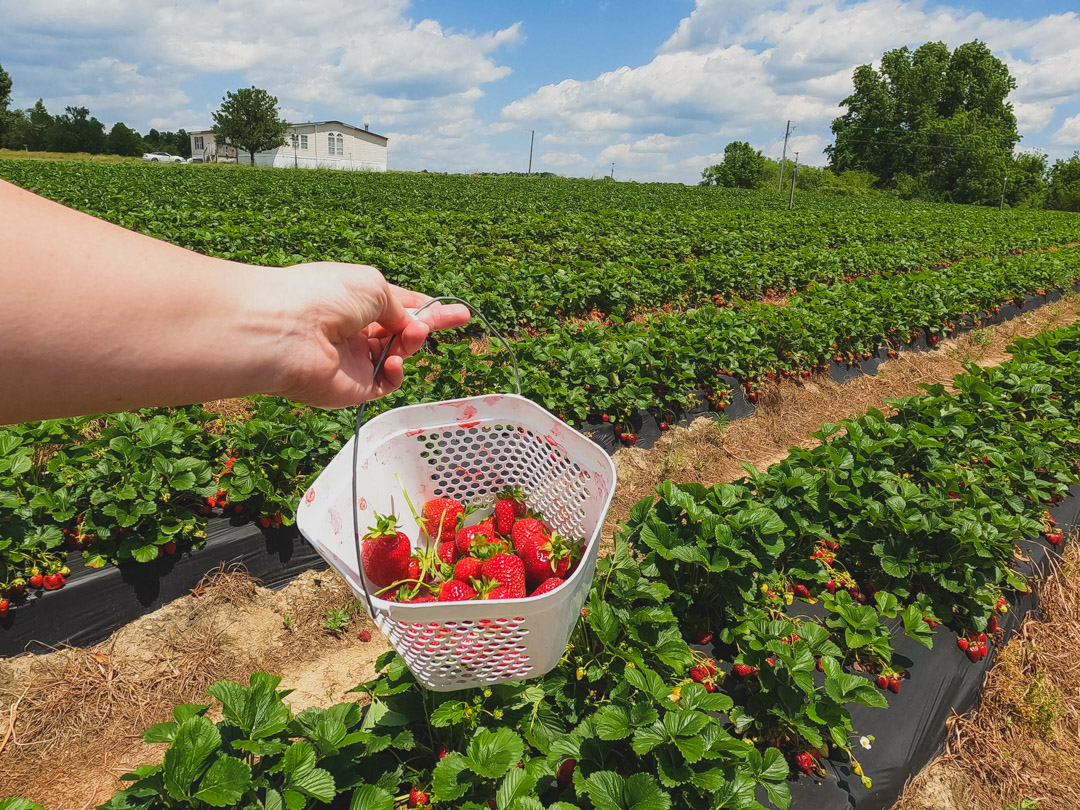 Strawberry Picking Near Fayetteville 4 