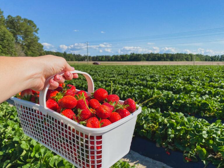 3 Awesome Places To Go Strawberry Picking Near Fayetteville   Strawberry Picking Near Fayetteville 8 768x576 