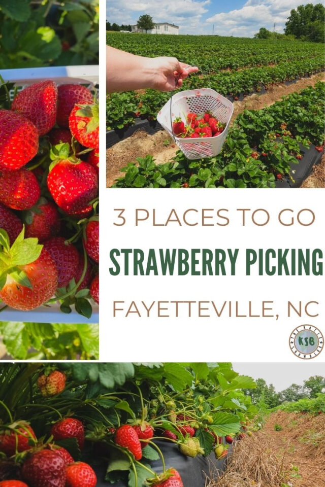 3 Awesome Places To Go Strawberry Picking Near Fayetteville